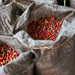 スペシャルティコーヒーって何？ パペルブルグが選ぶ“特別な一杯”の基準