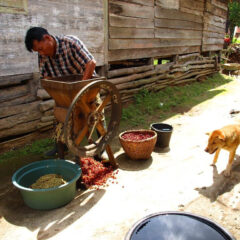 【インドネシア発】ウェットハル精製とは？独特な味わいとその理由を解説