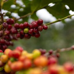 “浅煎りコーヒー”って酸っぱい？苦くない？ 今さら聞けない、やさしい焙煎の話