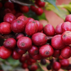 知ってた？コーヒーは「果物のタネ」って話。