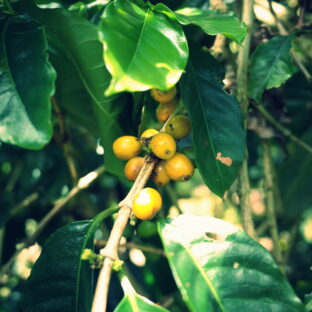 ☕産地ごとの味の違い、実際どう違う？ 〜エチオピア・コロンビア・インドネシアをやさしく比較〜