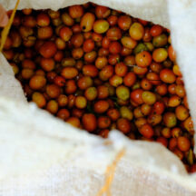 【New Coffee】フローラルとトロピカルの輪郭 HIS04 Orange Bourbon Infused Washed